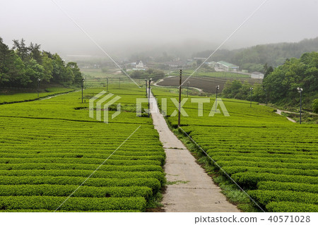 綠茶田,康津茶園,靈巖郡,全南 綠茶田,康津茶園,靈巖郡,全南 40571028