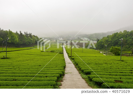 綠茶田,康津茶園,靈巖郡,全南 綠茶田,康津茶園,靈巖郡,全南 40571029