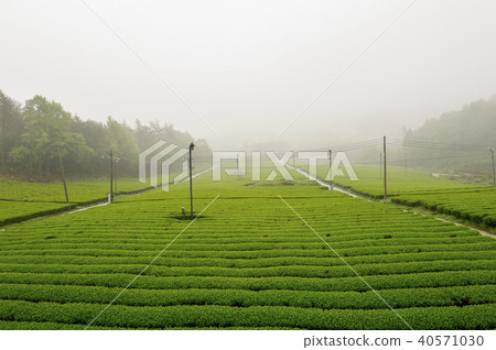 Green tea field, Kangjin tea garden, Yeongam-gun, Jeonnam 40571030