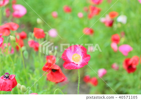 Poppy flowers Poppy flowers 40571105
