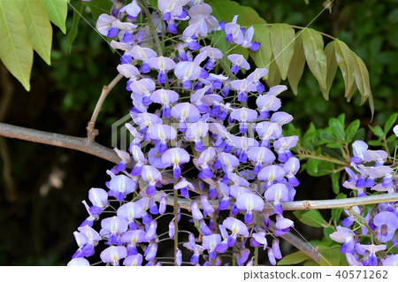 YamaFuji YamaFuji 40571262