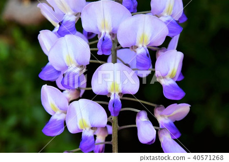 YamaFuji YamaFuji 40571268