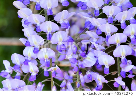 Yamafuji Yamafuji 40571270