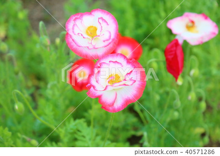Poppy flowers 40571286