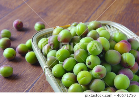 Koume plum season of plum work 40571750