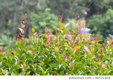 green tree growing in the park green tree growing in the park 40571808
