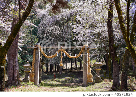 山梨縣春天山野神社入口入口 40571924