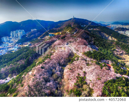Cherry Blossom Spring of Geumryeonsan Mountain Cherry Blossom Spring of Geumryeonsan Mountain 40572068