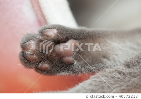 Cat Cat 40572218