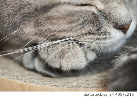 Cat Cat 40572219