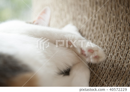 Cat Cat 40572229