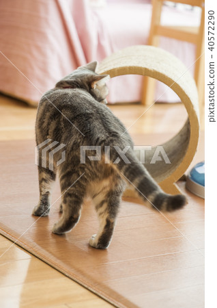 Cat Cat 40572290