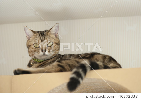 Cat Cat 40572338