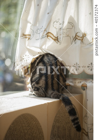 Cat  40572374