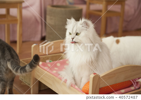Cat Cat 40572487