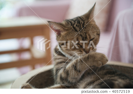 Cat Cat 40572519