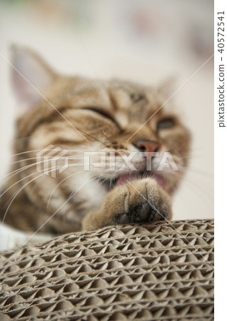 Cat Cat 40572541