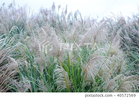 Awns, sardines, tubegrass, tubers, 虱子, Obana 40572569