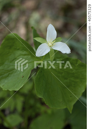 Ooba nano enlivis 40575329