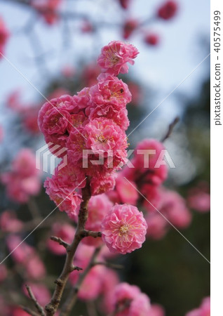 Yae cold red plum Yae cold red plum 40575499