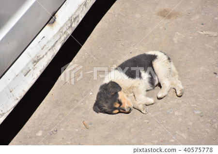 印度山區Spiti谷Kaza逗人喜愛的流浪狗小睡的小狗 印度山區Spiti谷Kaza逗人喜愛的流浪狗小睡的小狗 40575778
