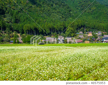 Buckwheat flower and Miyama Seki no Sato 40575953