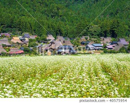 Buckwheat flower and Miyama Seki no Sato 40575954