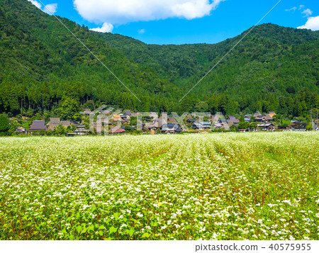 Buckwheat flower and Miyama Seki no Sato 40575955