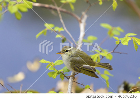 Sendimushikui 40576230