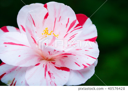 茶花/福岡膜（Tanushimaru） 40576428