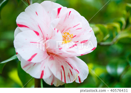 Camellia/Fukiage diaphragm (Tanushimaru) 40576431