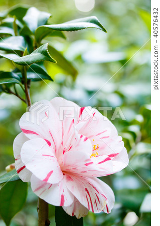 Camellia/Fukiage diaphragm (Tanushimaru) 40576432
