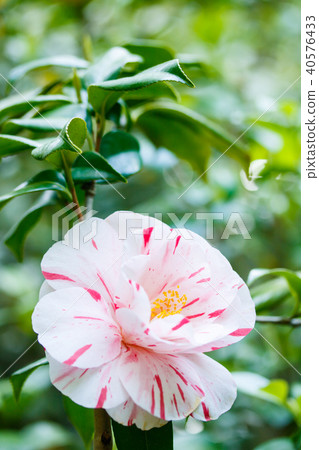 Camellia/Fukiage diaphragm (Tanushimaru) Camellia/Fukiage diaphragm (Tanushimaru) 40576433