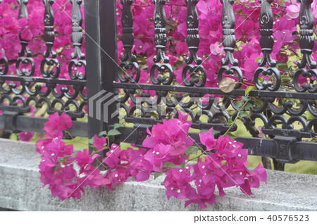 Bougainvillea Bougainvillea 40576523