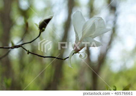 Tamushiba Flower Single wheel Yami Town, Fukushima Prefecture 40576661