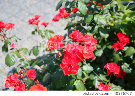 Rose flower Amsterdam 40576707