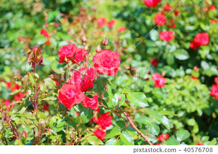 Rose flower 40576708