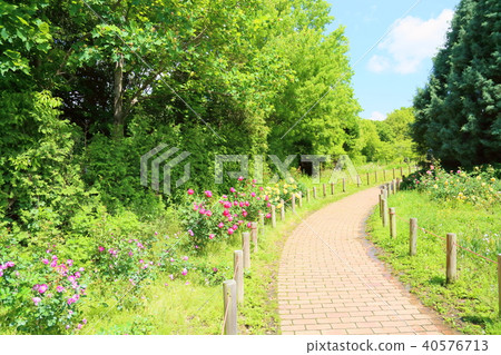 初夏公園玫瑰園 初夏公園玫瑰園 40576713