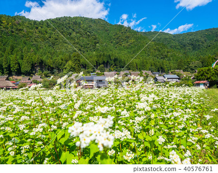 Buckwheat flower and Miyama Seki no Sato 40576761