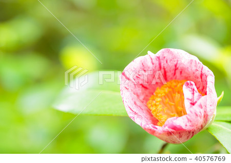 Camellia Camellia 40576769