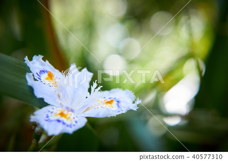 A ball of light falling on a chaga flower A ball of light falling on a chaga flower 40577310