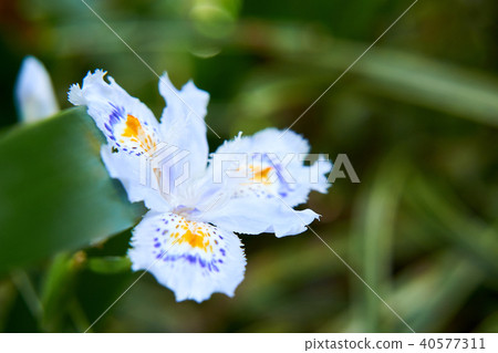 Flowers of Shaga Flowers of Shaga 40577311