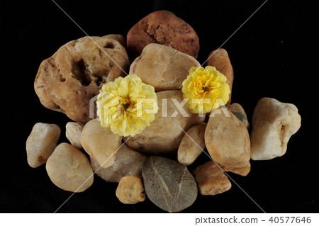 Beautiful rose isolated on black background. Beautiful rose isolated on black background. 40577646