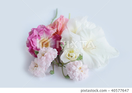 Beautiful rose isolated on white background. Beautiful rose isolated on white background. 40577647
