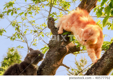 two cats, ginger and black, looking at each other  40577702