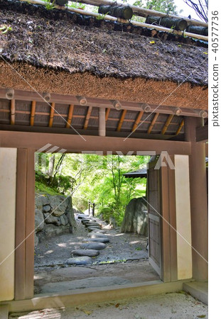 Wakayama castle in spring 40577736
