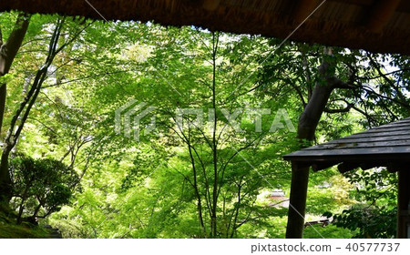 Wakayama castle in spring 40577737