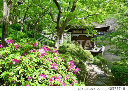 Wakayama castle in spring 40577746