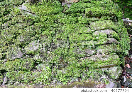 和歌山城堡在春天 和歌山城堡在春天 40577794