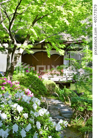 Wakayama castle in spring 40577879